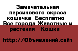 Замечательная персикового окраса кошечка. Бесплатно - Все города Животные и растения » Кошки   